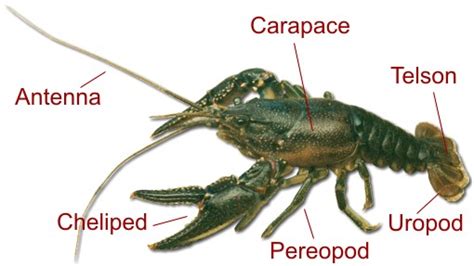 Definition of crawfish .